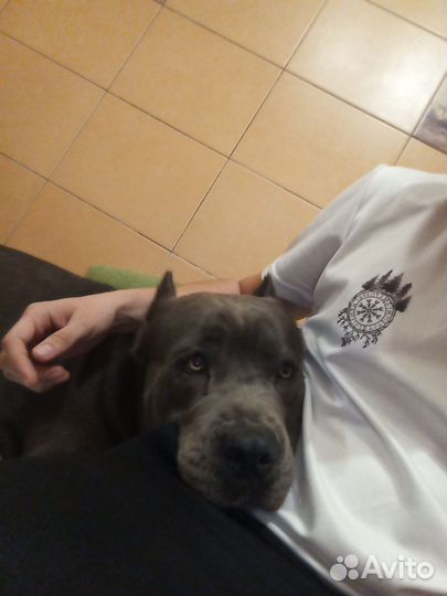 Кабель Кане Корсе для вязки