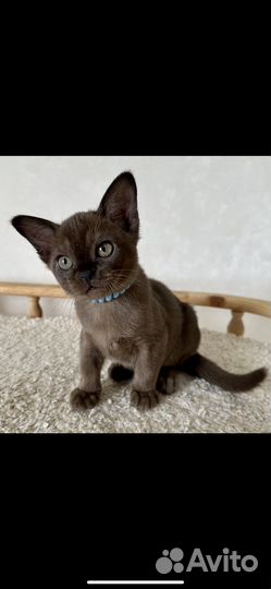 Бурманская