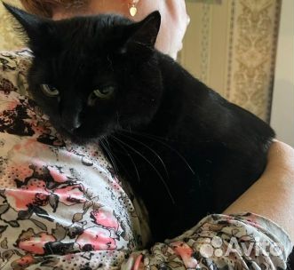 Багира добрая и ласковая кошка