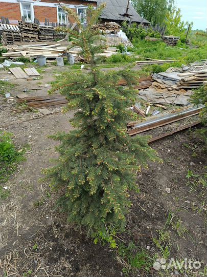 Ель живая