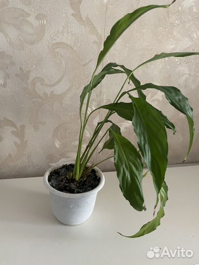 Спатифиллум