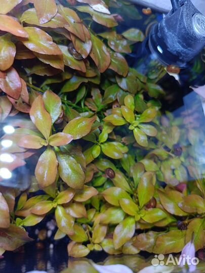 Аквариумные растения