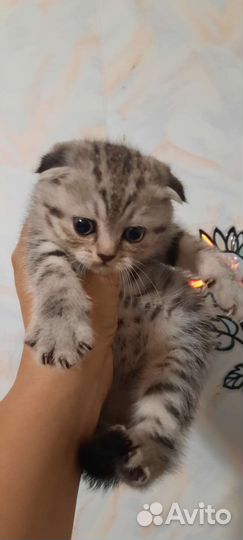 Шотландские котята