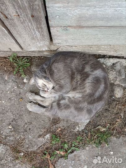 Отдаем в добрые руки кота