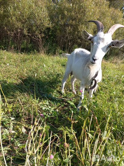 Продам козу