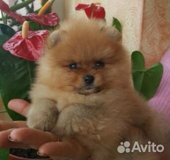 Супер кремовые и рыжие шпицы