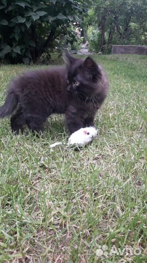 Котенок девочка в заботливую семью