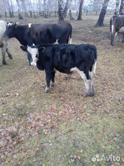 Бычки и быки