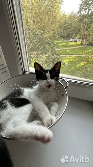 Черно белый котенок 1 месяц