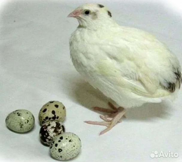 Инкубационное яйцо перепелов