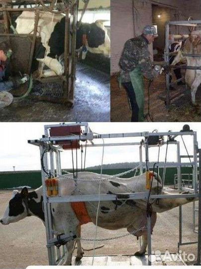 Обрезка копыт крс