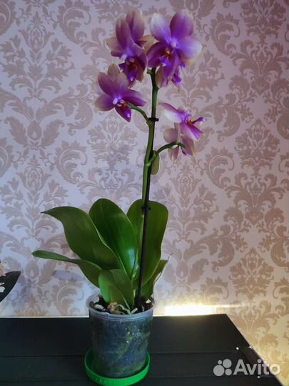 Орхидея фаленопсис