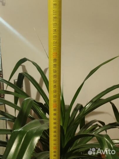 Комнатное растение панданус