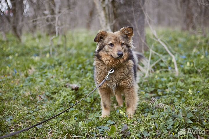 В добрые руки хороший пес Купер