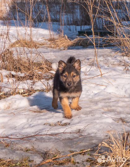 Щенок мальчик