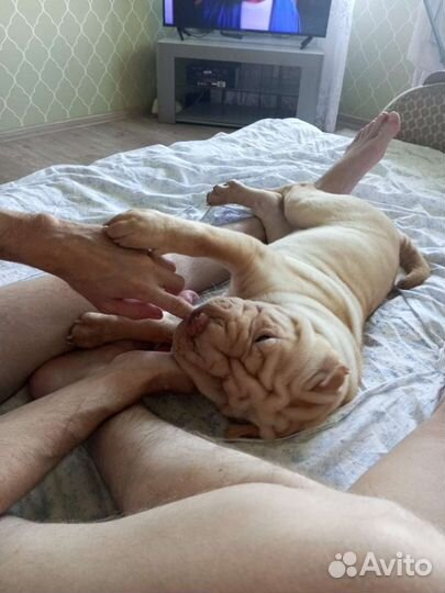 Собаки щенки