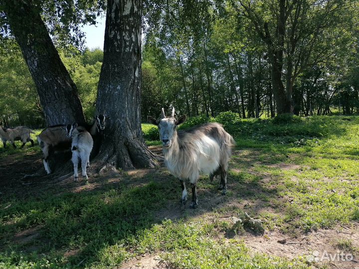 Коза дойная молочная