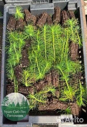 Зкс и окс Сосна Ель Лиственница сеянцы Голуб горн