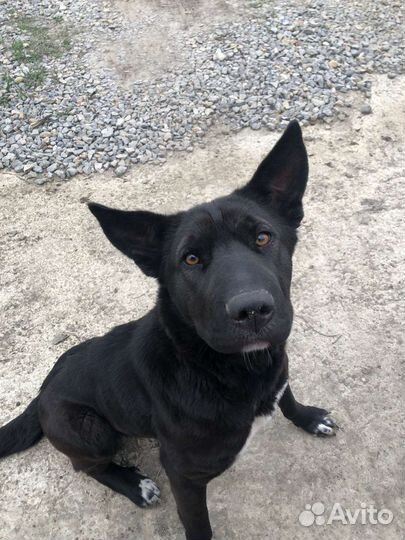 Отдам в добрые руки