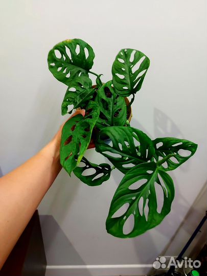 Монстера манки