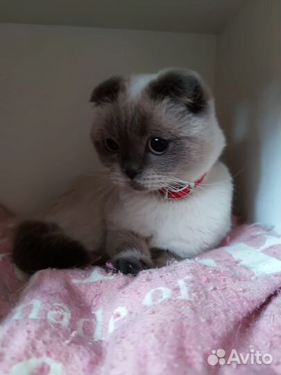 Шотландские котята