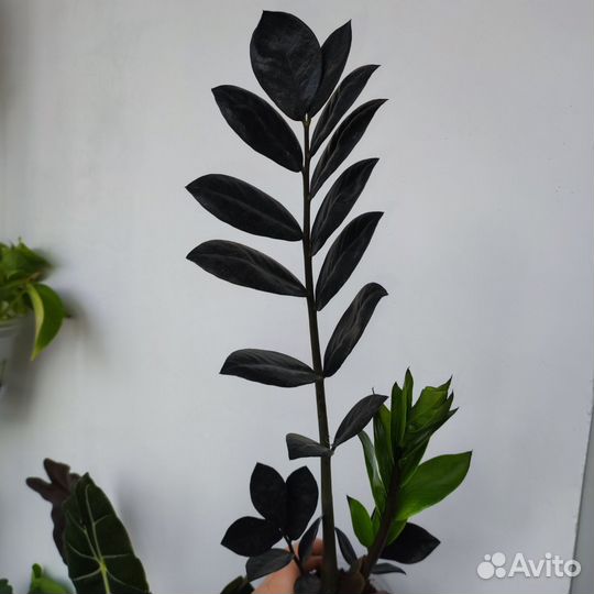 Замиокулькас черный (Zamioculcas Raven)