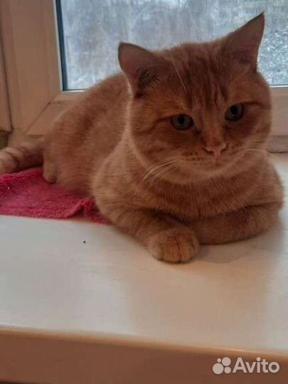 Шотландец Лева 2.5г.Паспорт.ходит в лоток