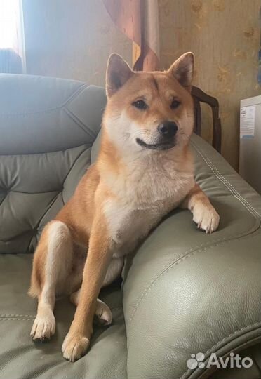 Вязка сиба ину кобель с хорошей родословной