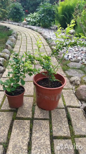 Барбарис Тунберга (сорт Erecta )