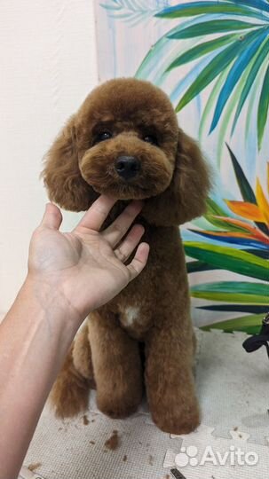 Груминг собак, стрижка собак, грумер