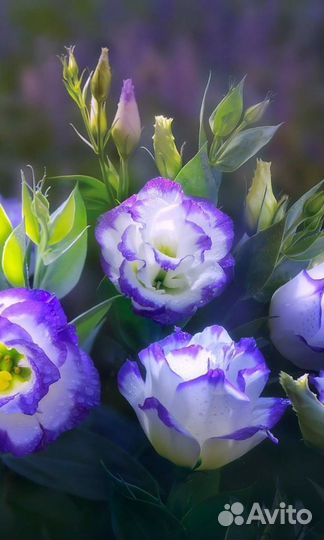 Лизиантус (Эустома) рассада