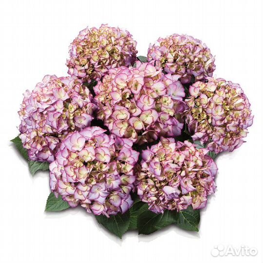 Гортензия Adula Purple
