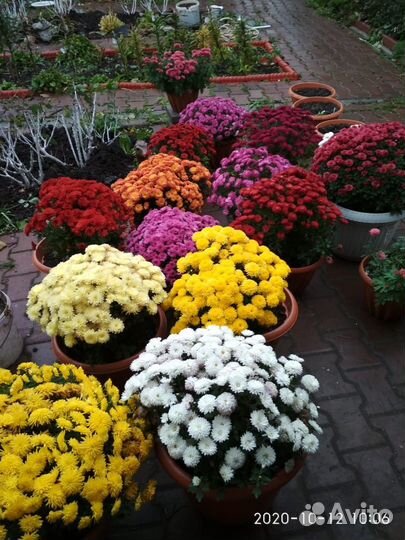 Хризантемы мультифлора