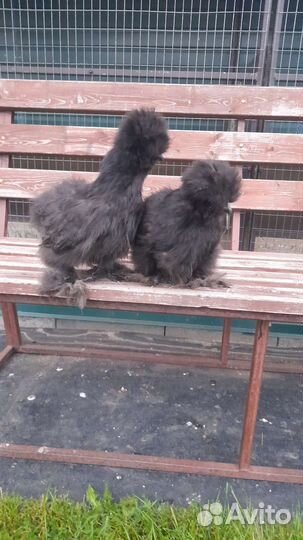 Китайские шелковые куры