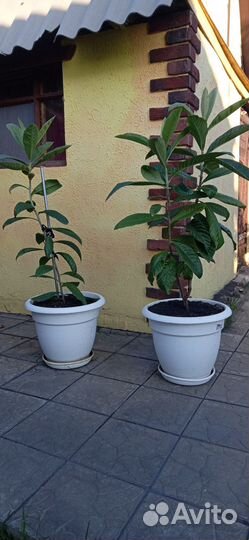 Мушмула японская