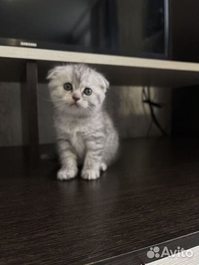 Шотландская