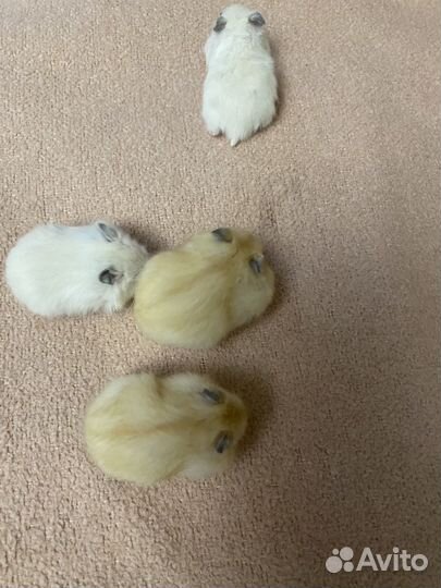 Джунгарские хомячки