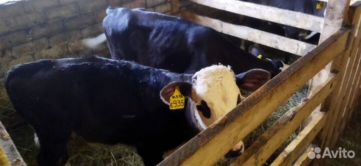 Телята доставка