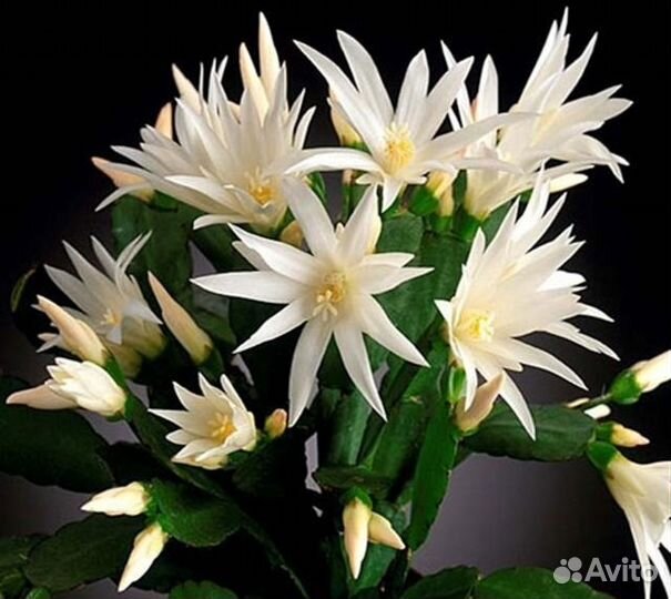 Рипсалидопсис