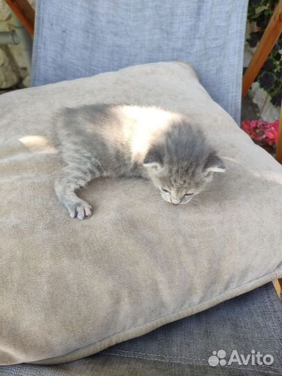 Котята от шотландской вислоухой кошки