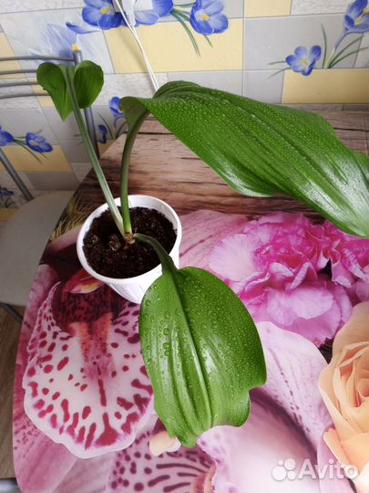 Эухарис амазонская лилия луковицы