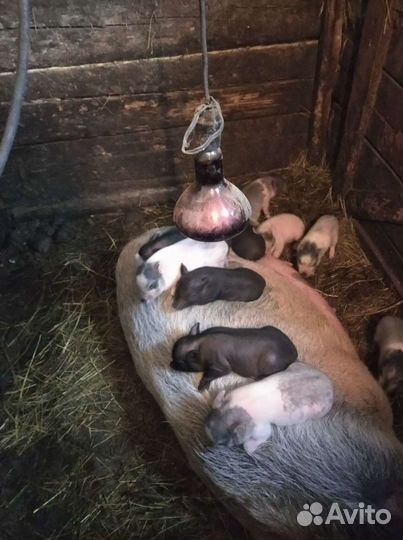 Вьетнамский хряк