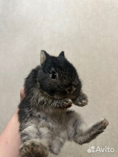 Декоративные крольчата