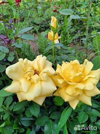 Розы в ассортименте