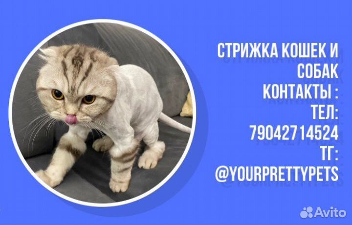 Грумер / Стрижка кошек и собак