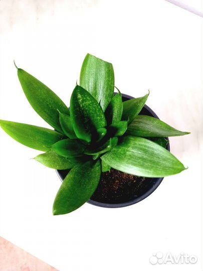 Сансевиерия