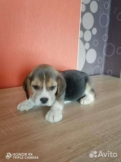 Щенки Бигль