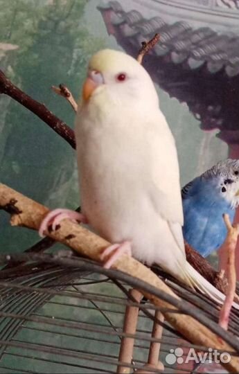 Пара чехи Попугай