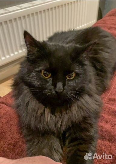 Шоколадная кошка