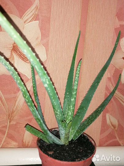 Продам Алоэ-Вера